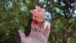 Hands gently supporting a blooming flower, representing growth and care.