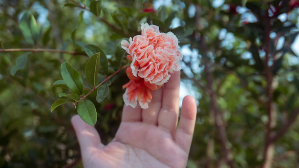 A gentle hand holding a blooming flower symbolizing care and support.