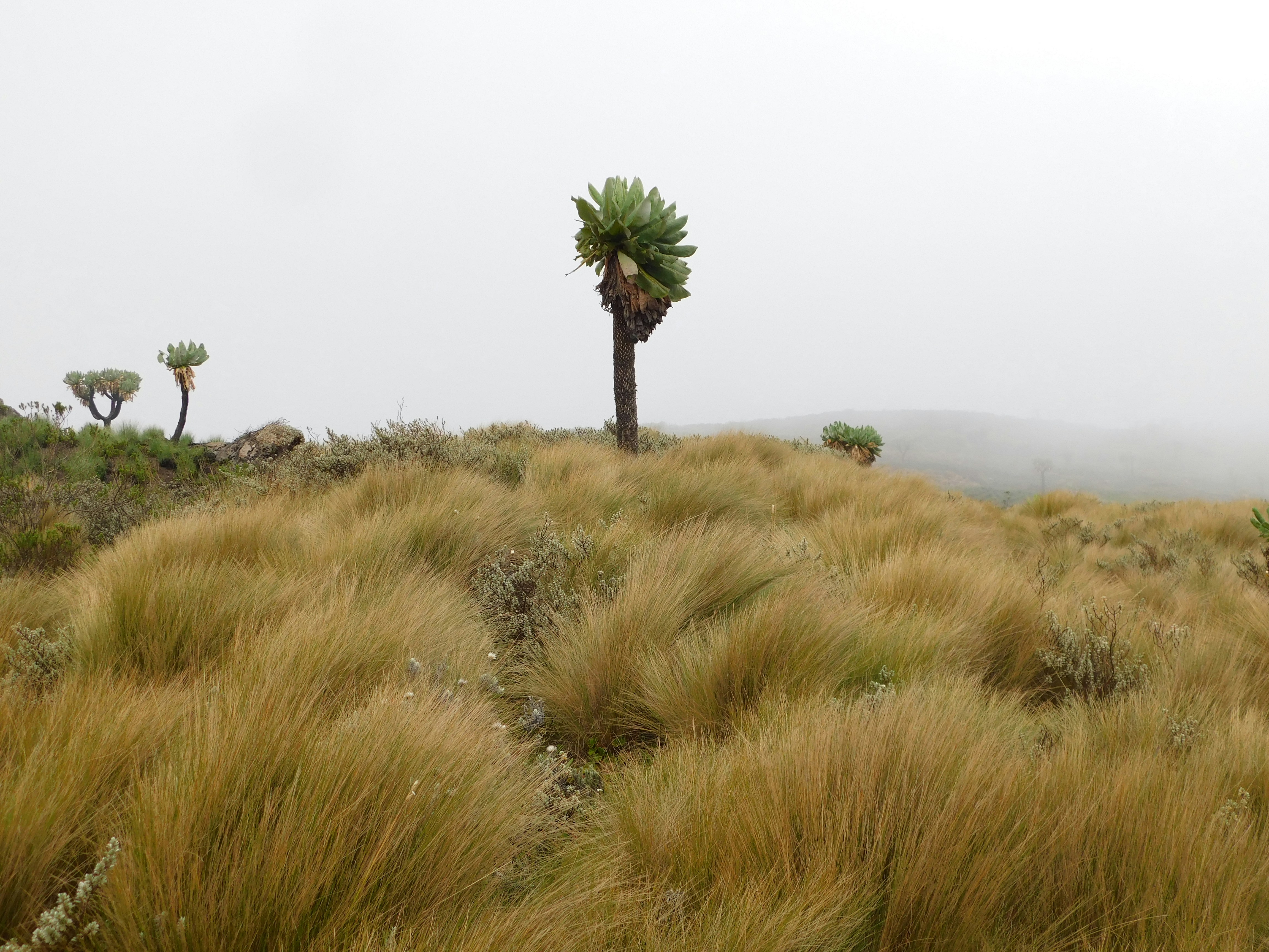 Rurimeria Summit, 3860 metres above sea level.