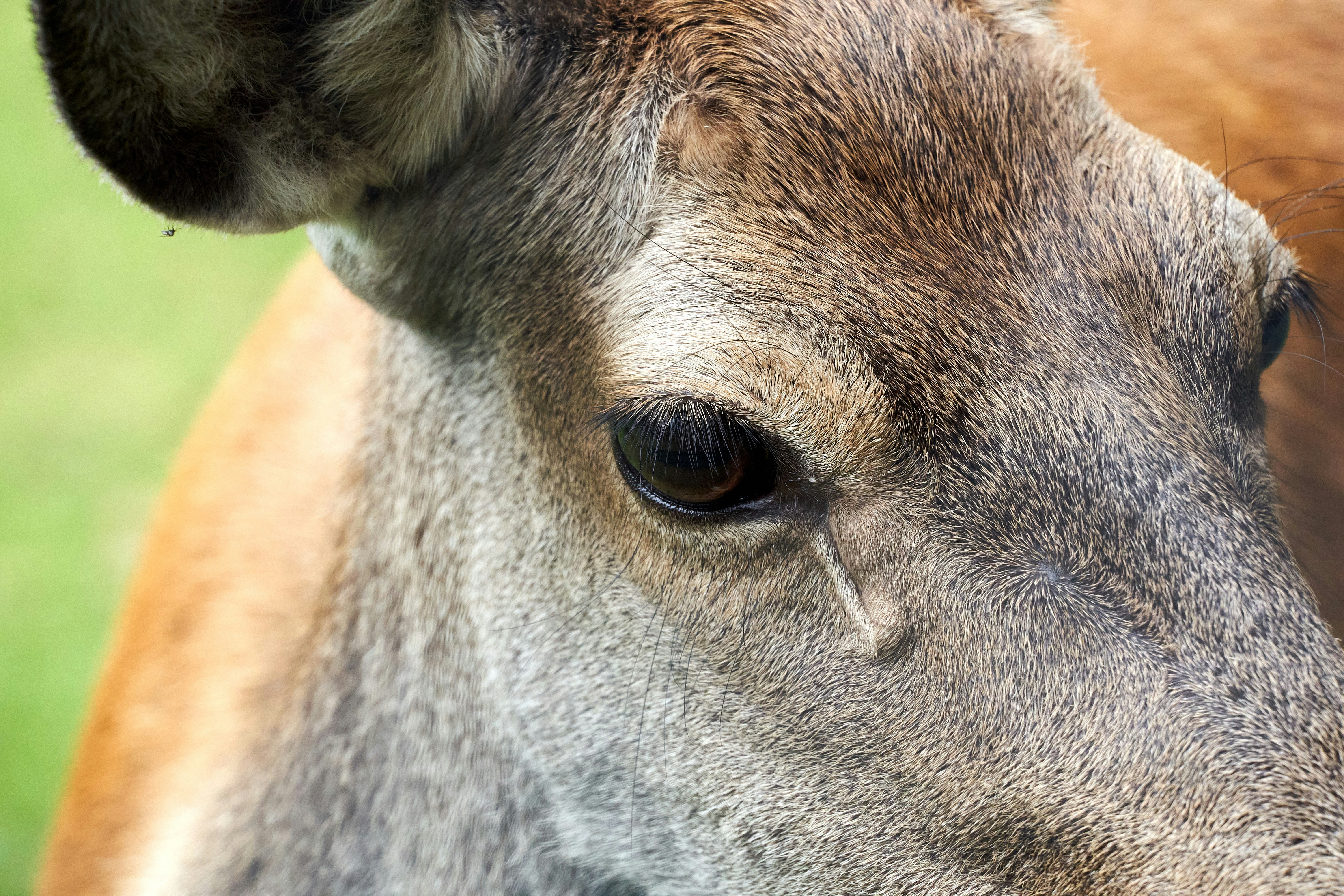 Photo by wolfgang_hasselmann