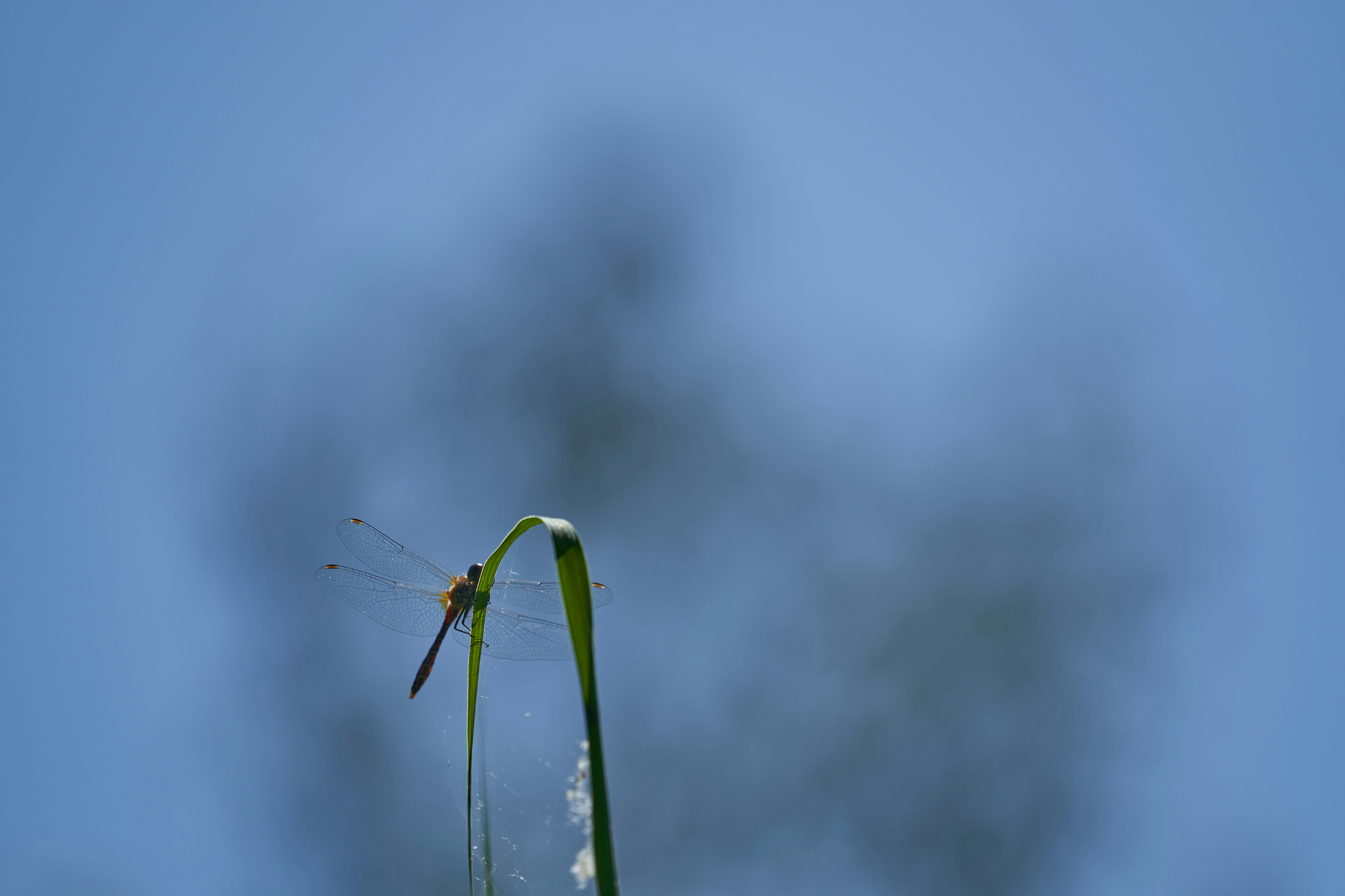 Photo by wolfgang_hasselmann