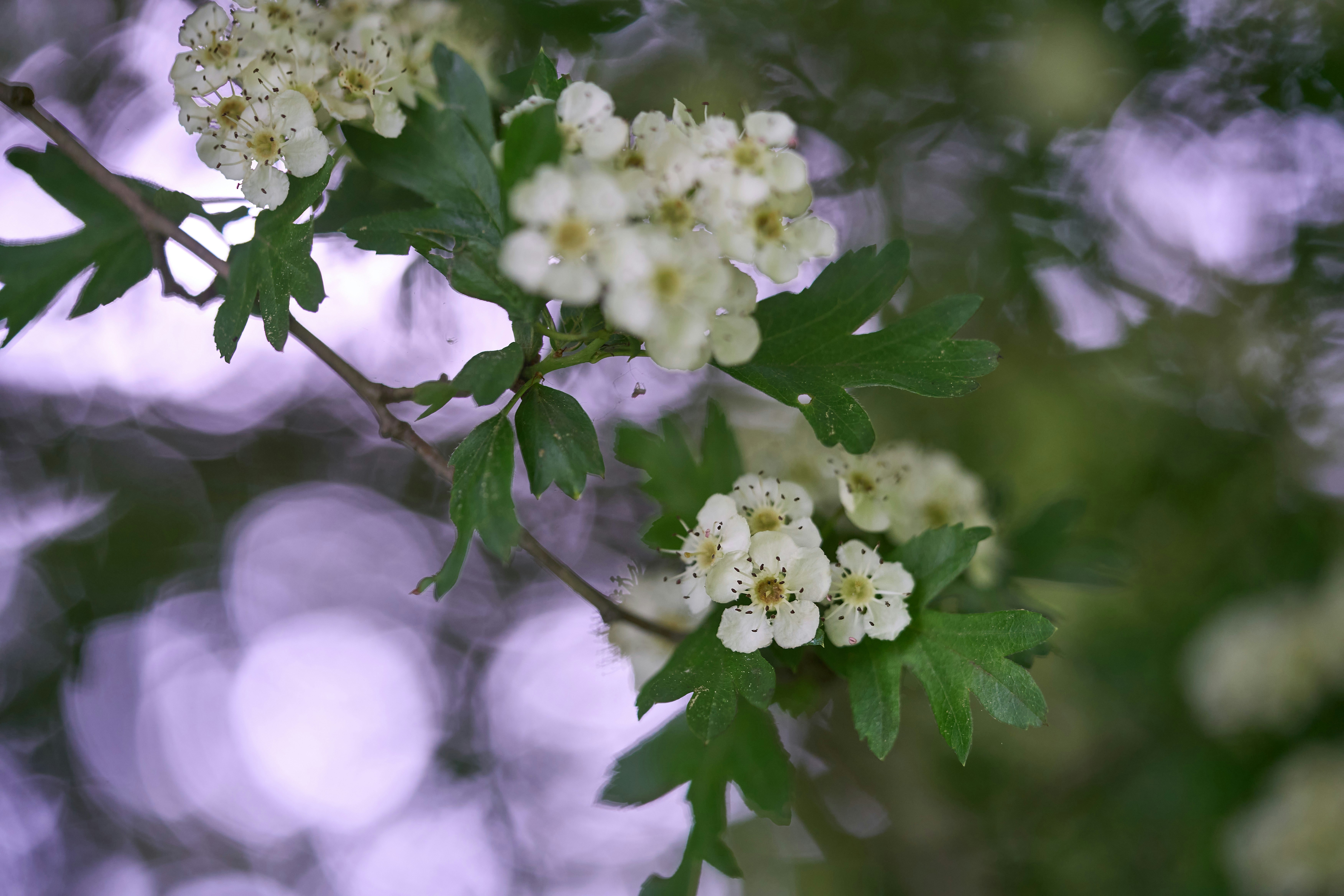 Photo by wolfgang_hasselmann