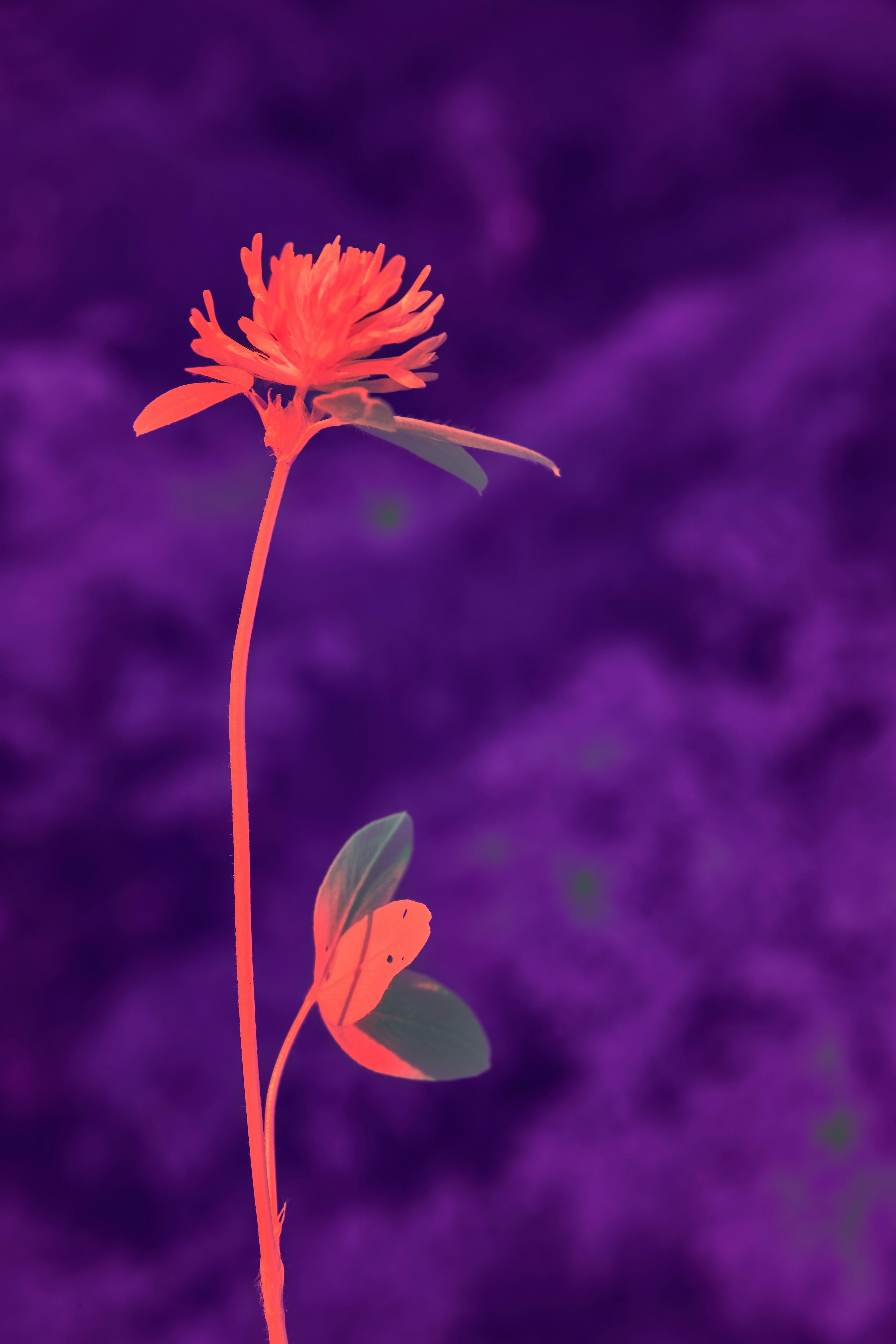 Photo by wolfgang_hasselmann