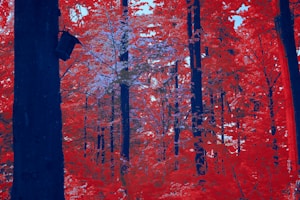 El Bosque Mágico