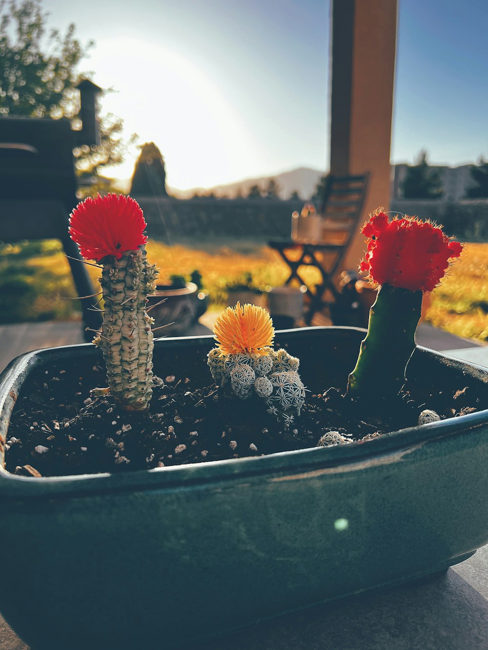 a potted plant with two red flowers in it