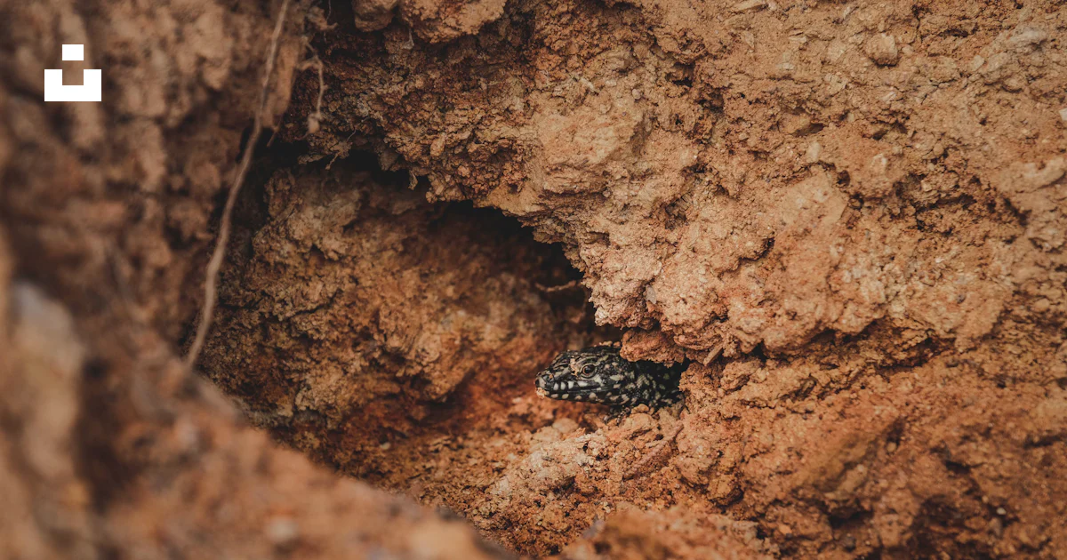 Insects Found Under Rocks A bug crawling in a crack in a rock photo – Free Rock Image on Unsplash