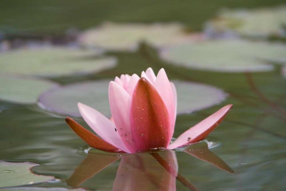 a pink flower floating on top of a body of water