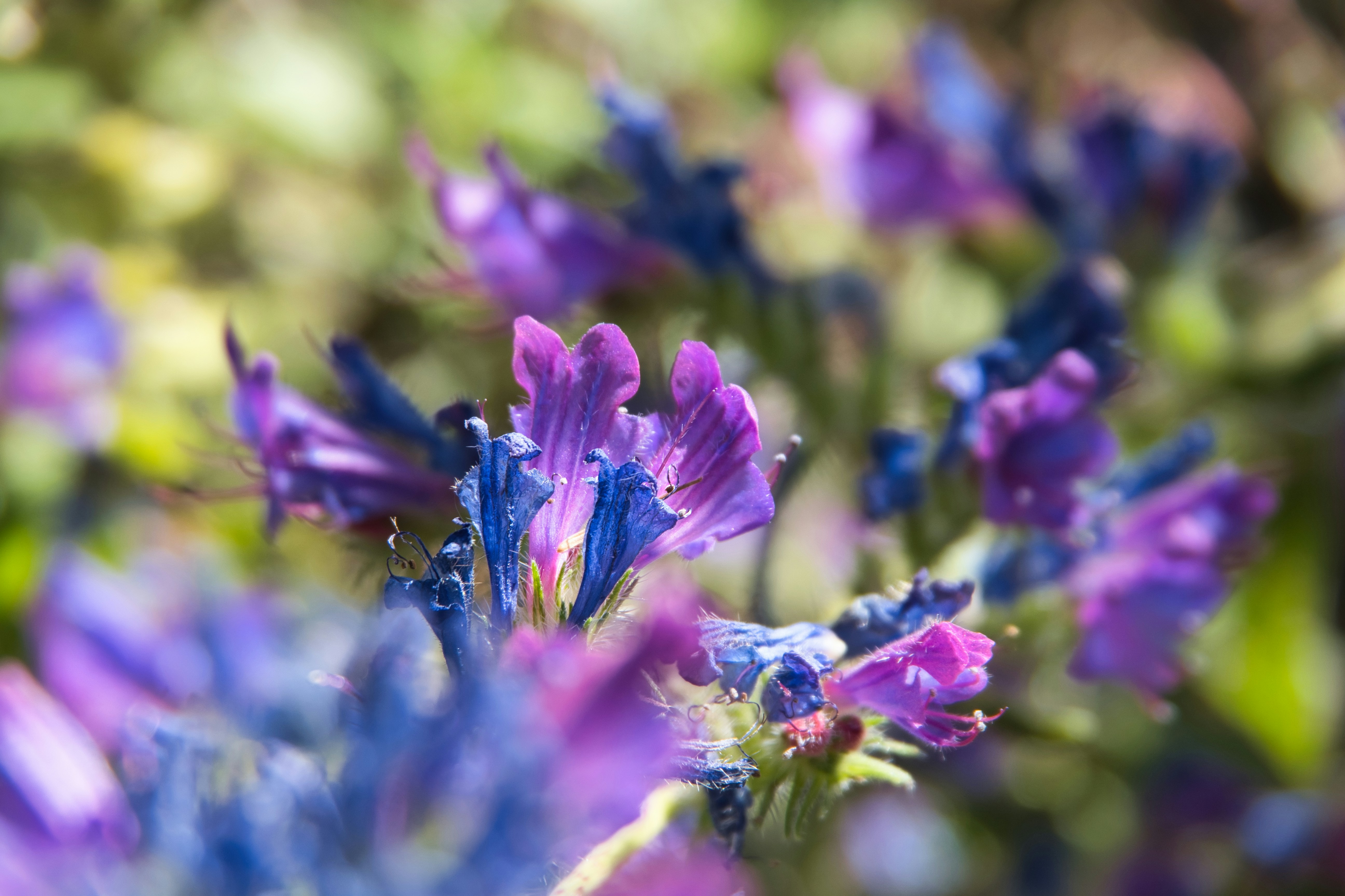 Photo by walter_verna