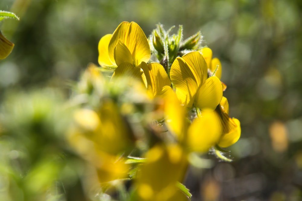 a close up of yellow flowers in a field