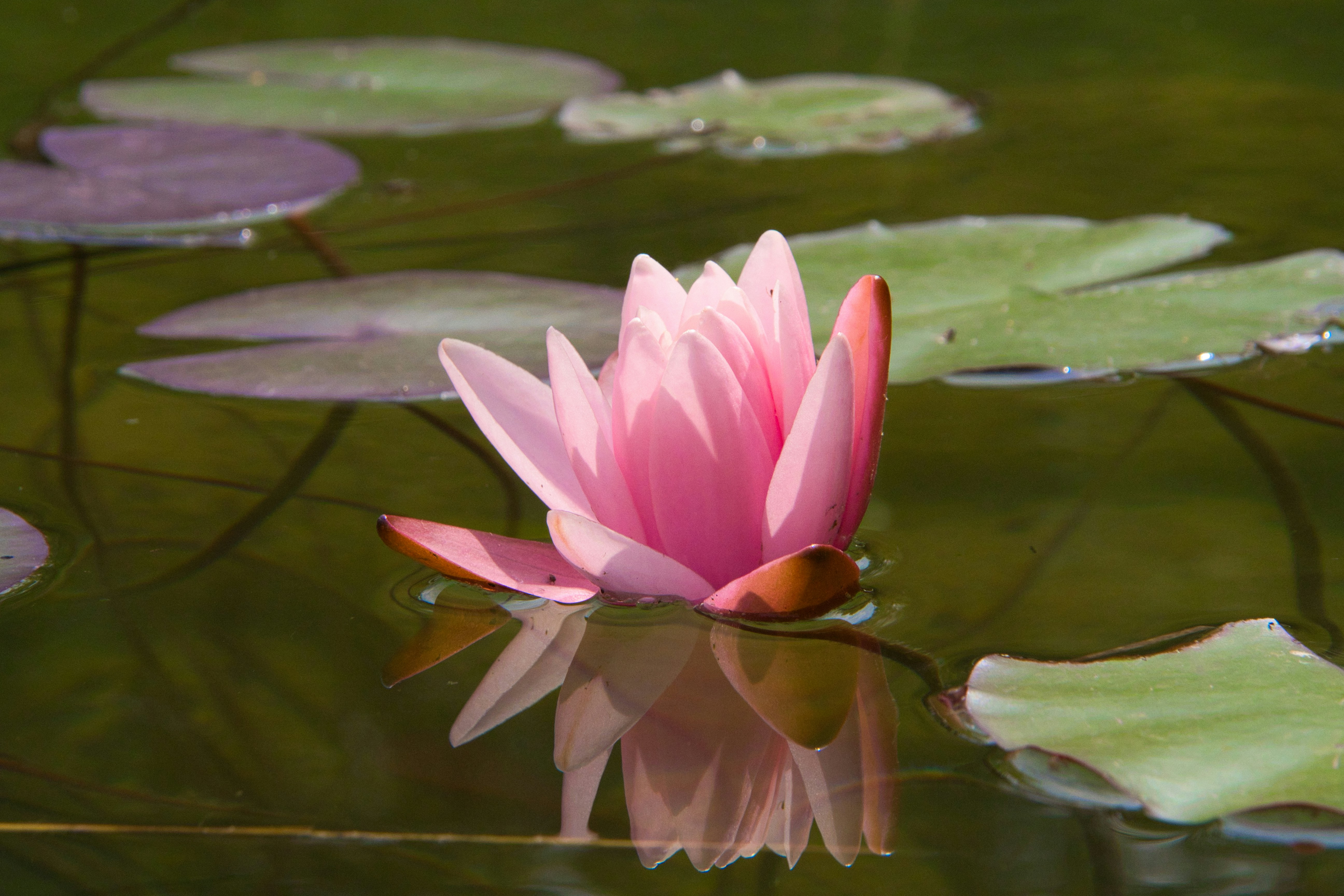 Photo by walter_verna