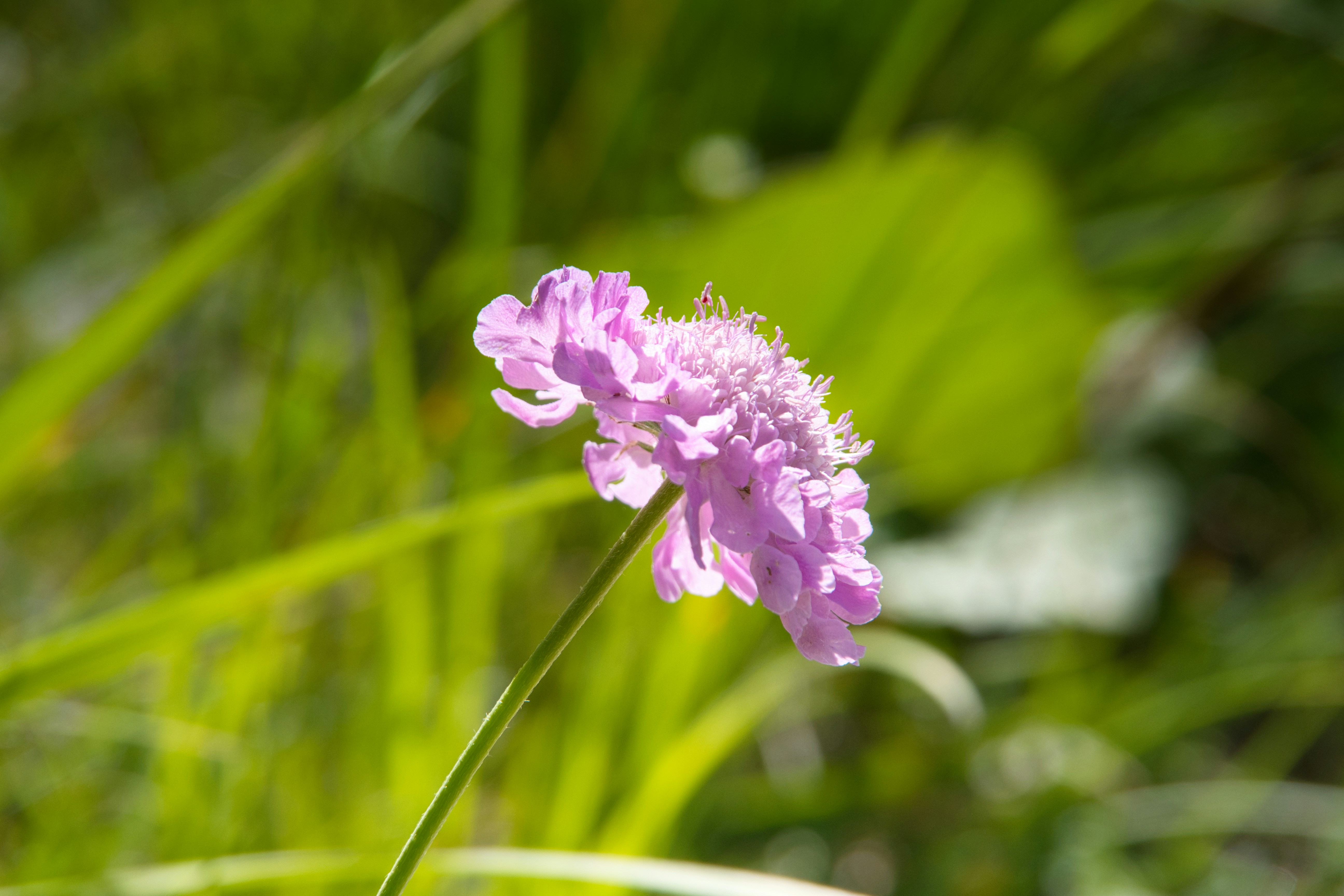 Photo by walter_verna