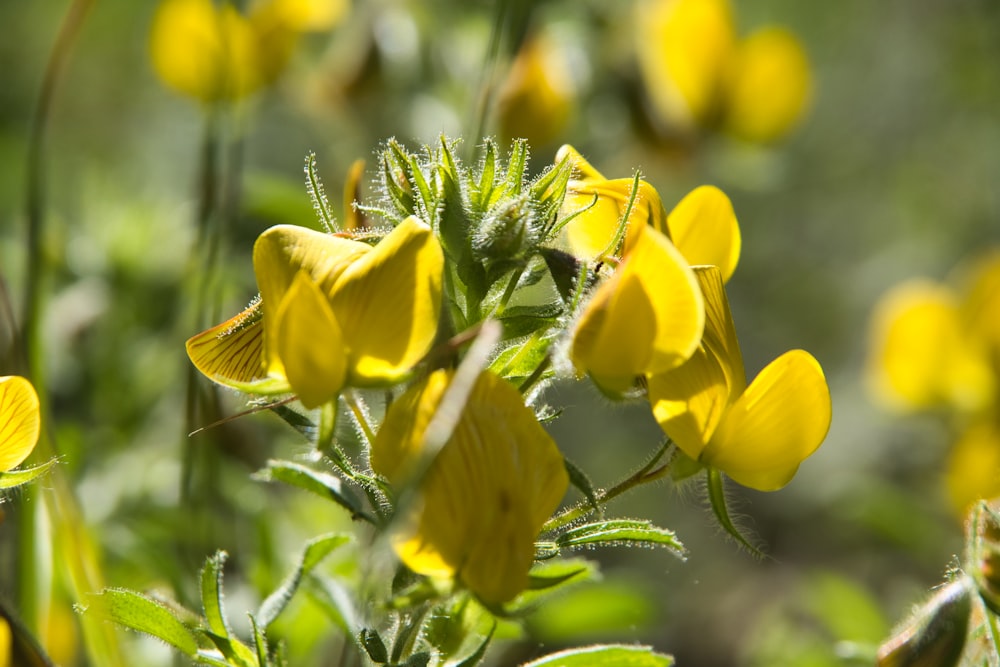 a close up of some yellow flowers in a field