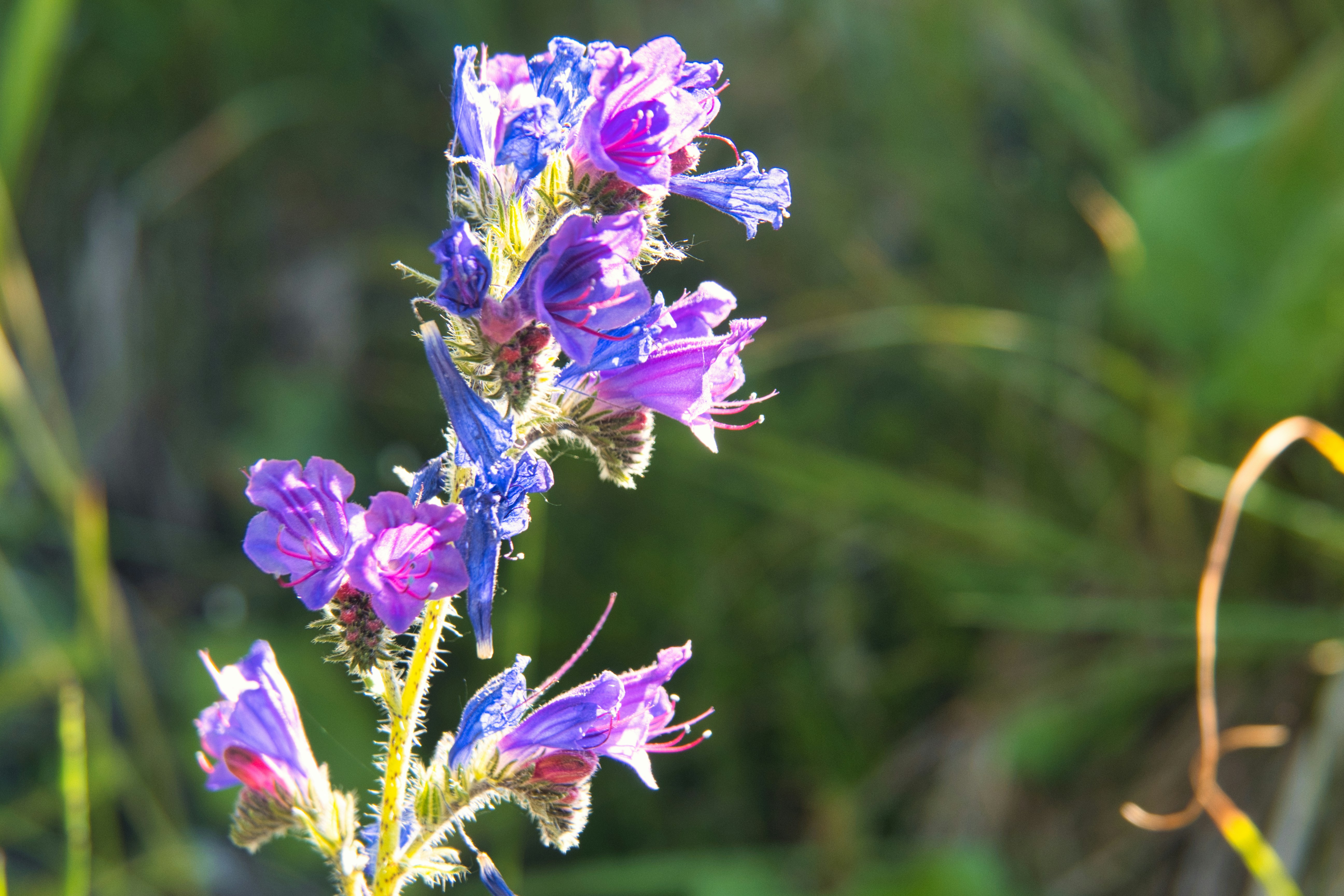 Photo by walter_verna