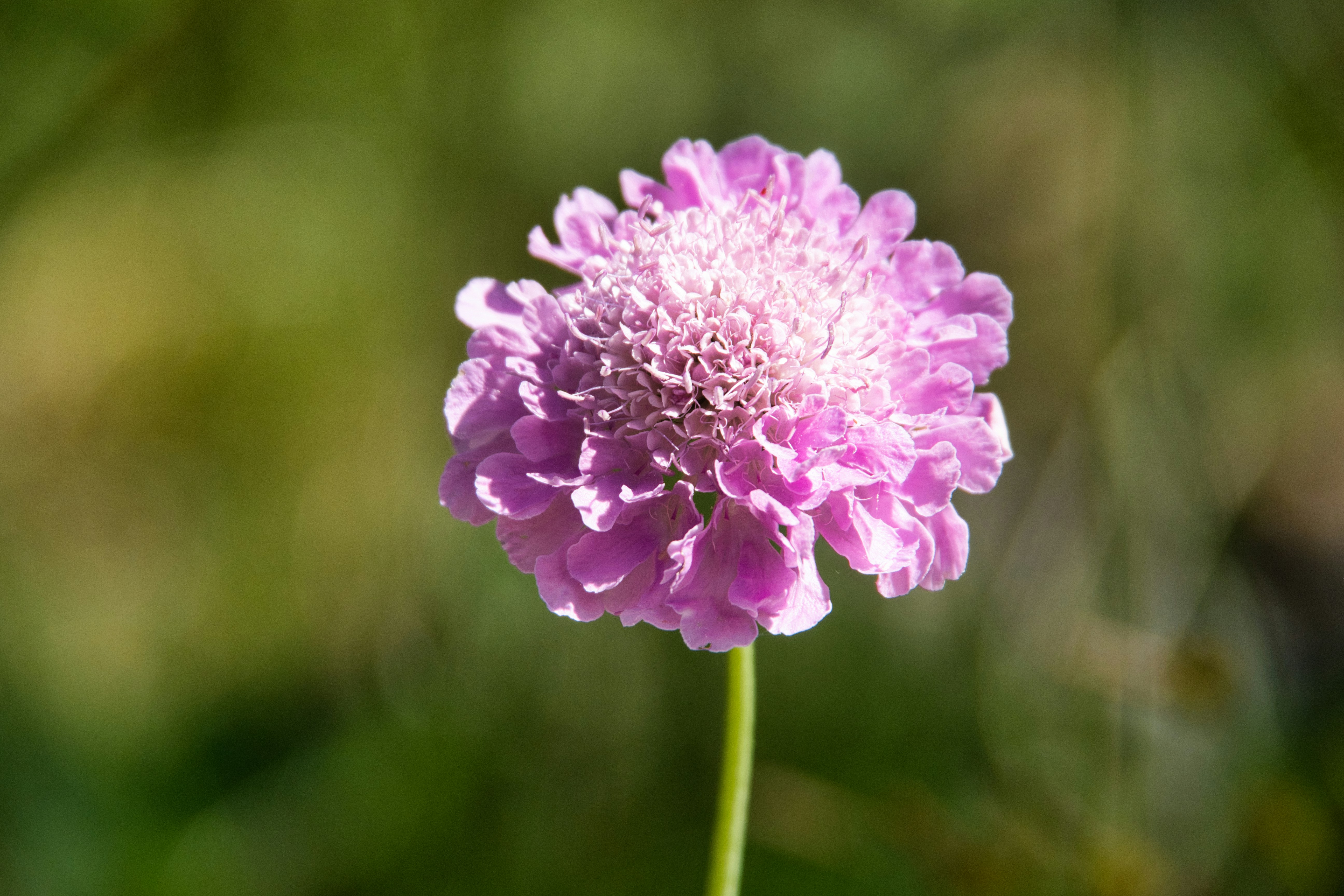 Photo by walter_verna