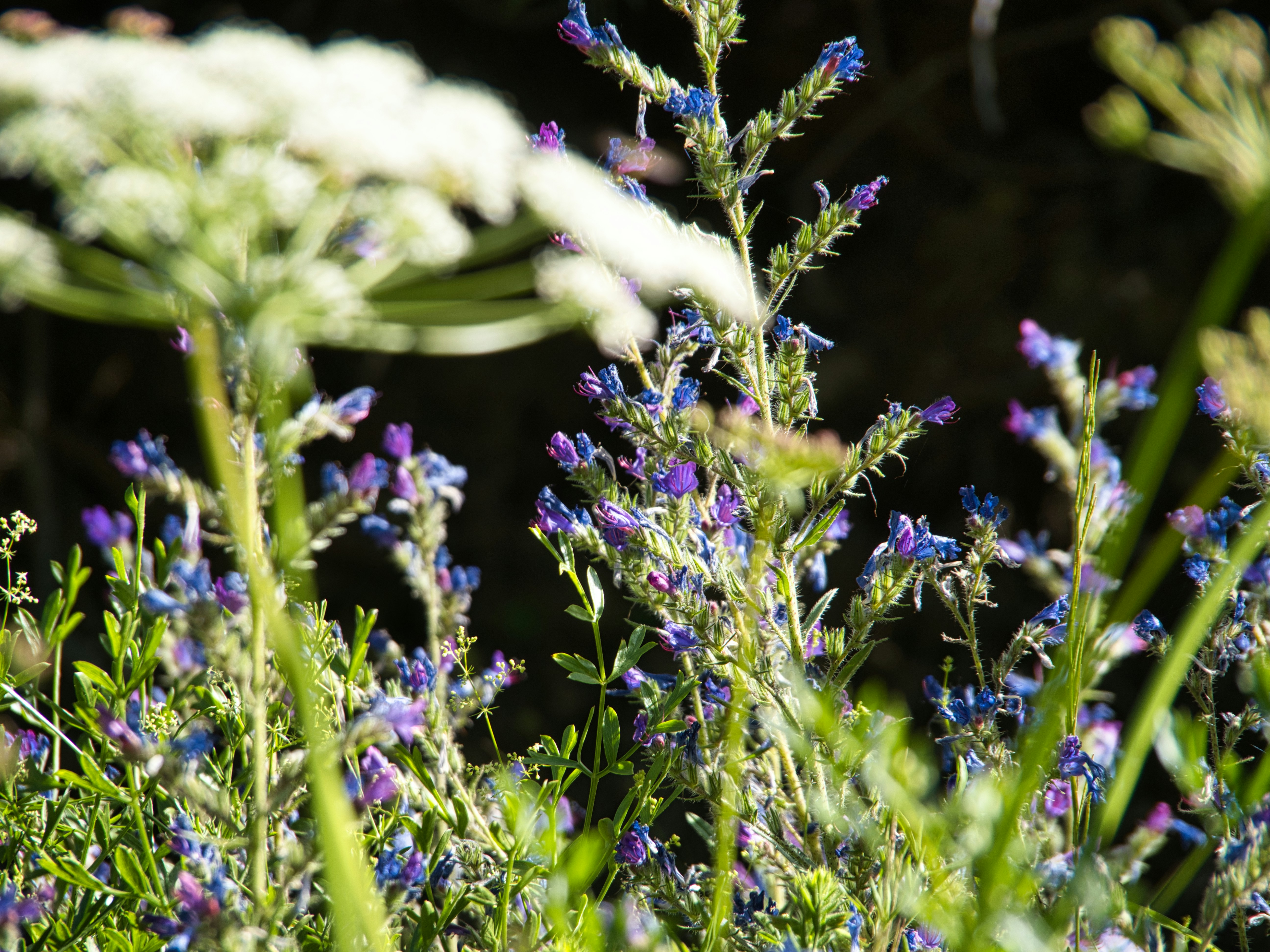 Photo by walter_verna