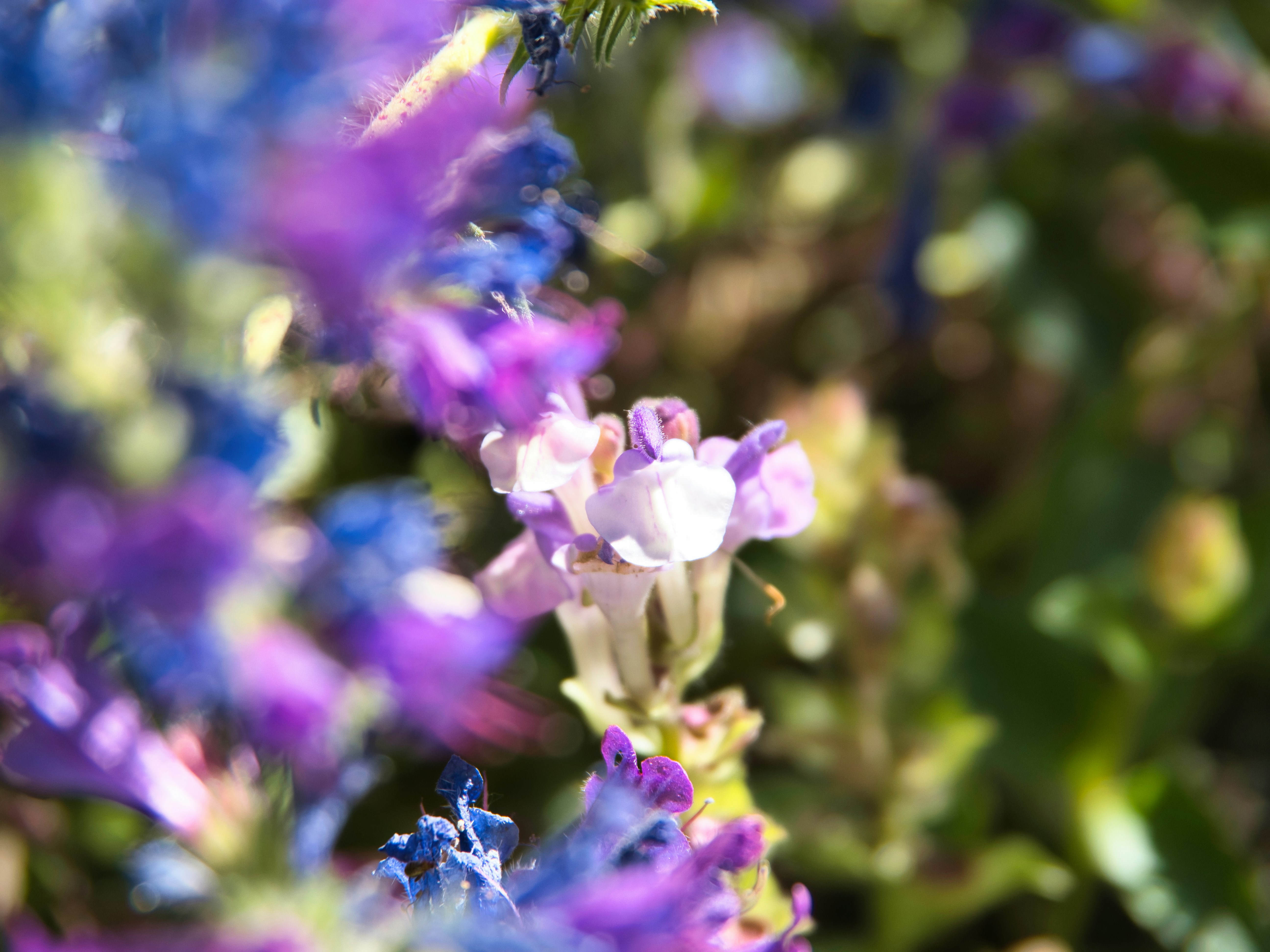 Photo by walter_verna