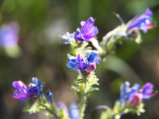A close-up of vibrant wildflowers blooming in a sunlit forest clearing.