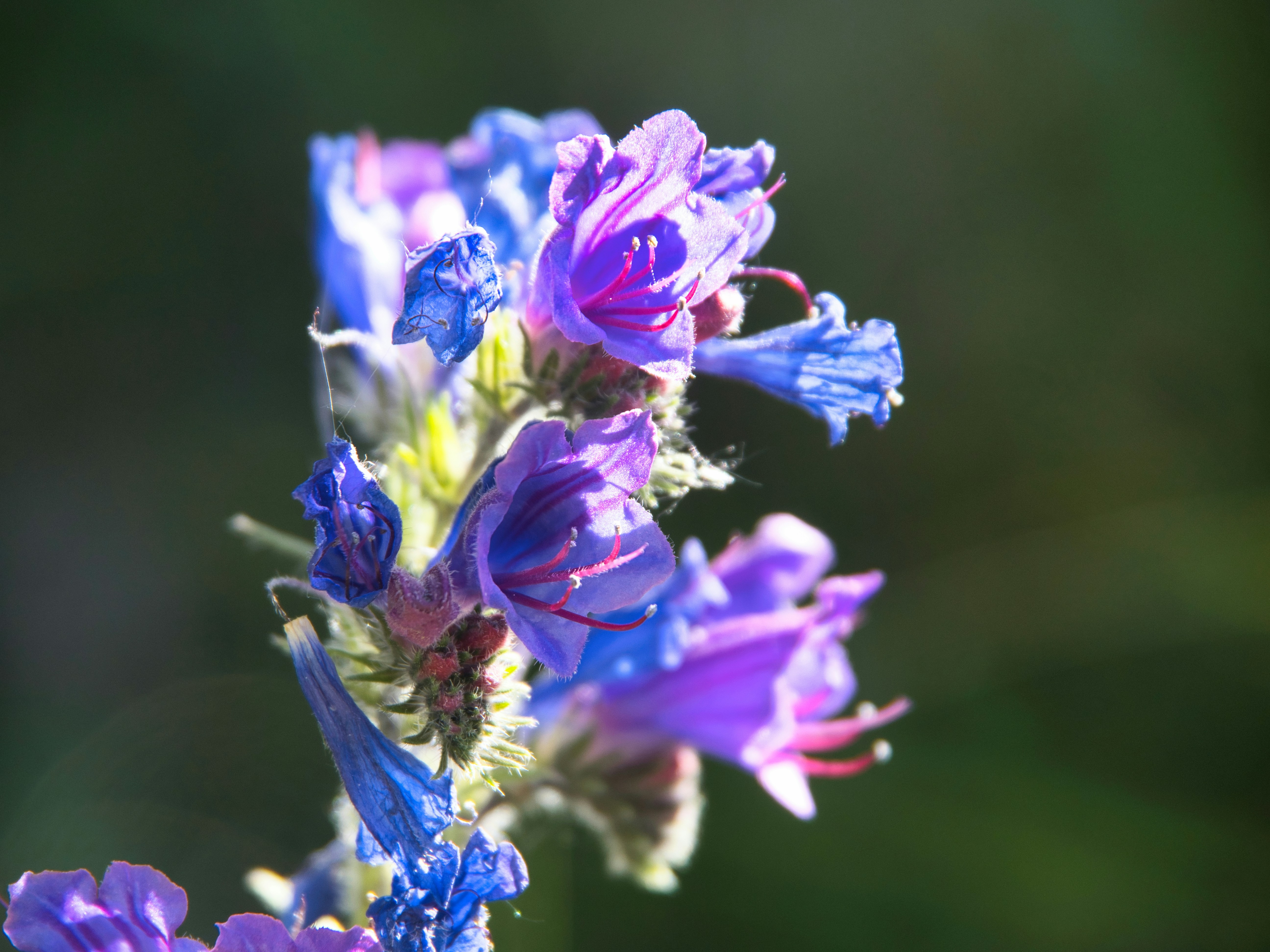 Photo by walter_verna