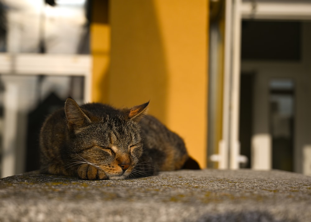 a cat is sleeping on a rock outside