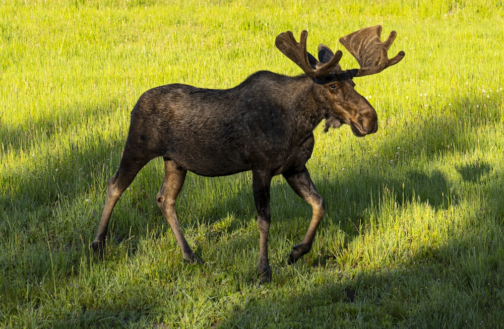 a moose walking across a lush green field
