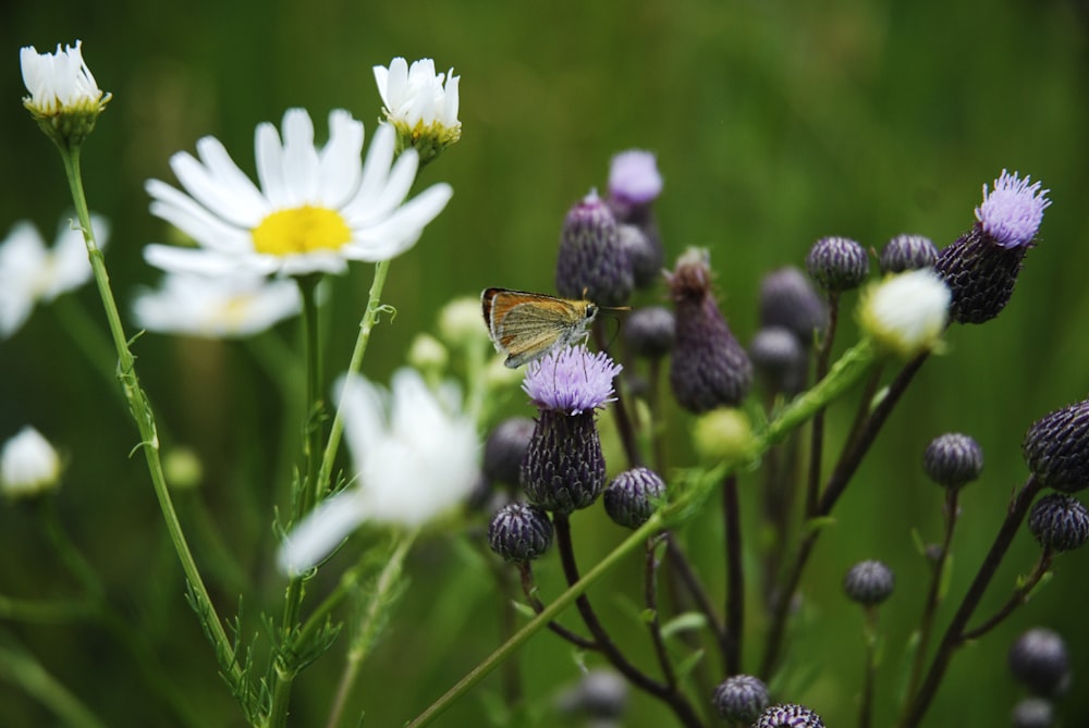 a butterfly sitting on a flower in a field