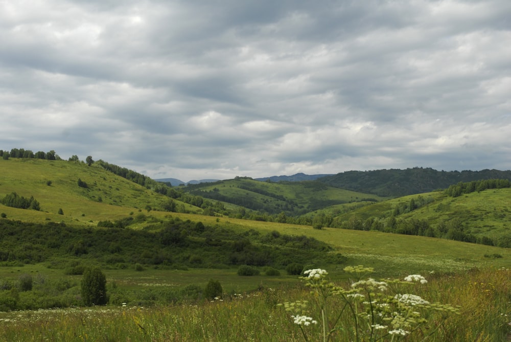 a lush green hillside with white flowers in the foreground