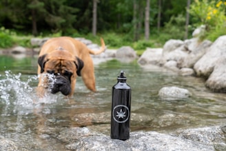 A dog enjoying a splash in a shallow stream surrounded by greenery.