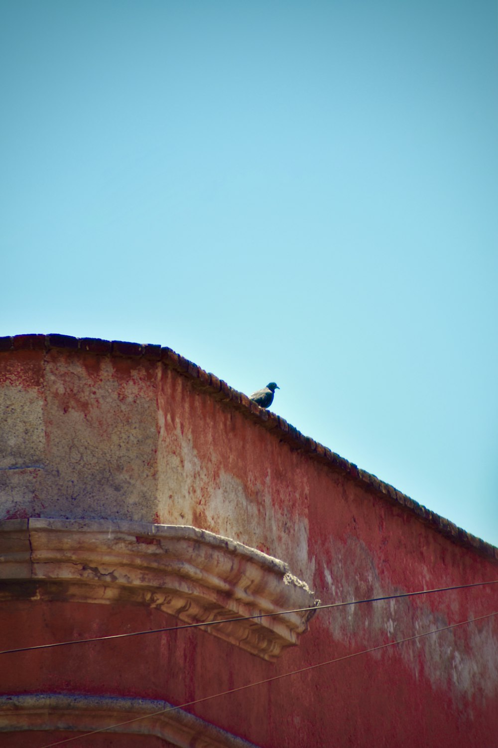 a bird is sitting on top of a building