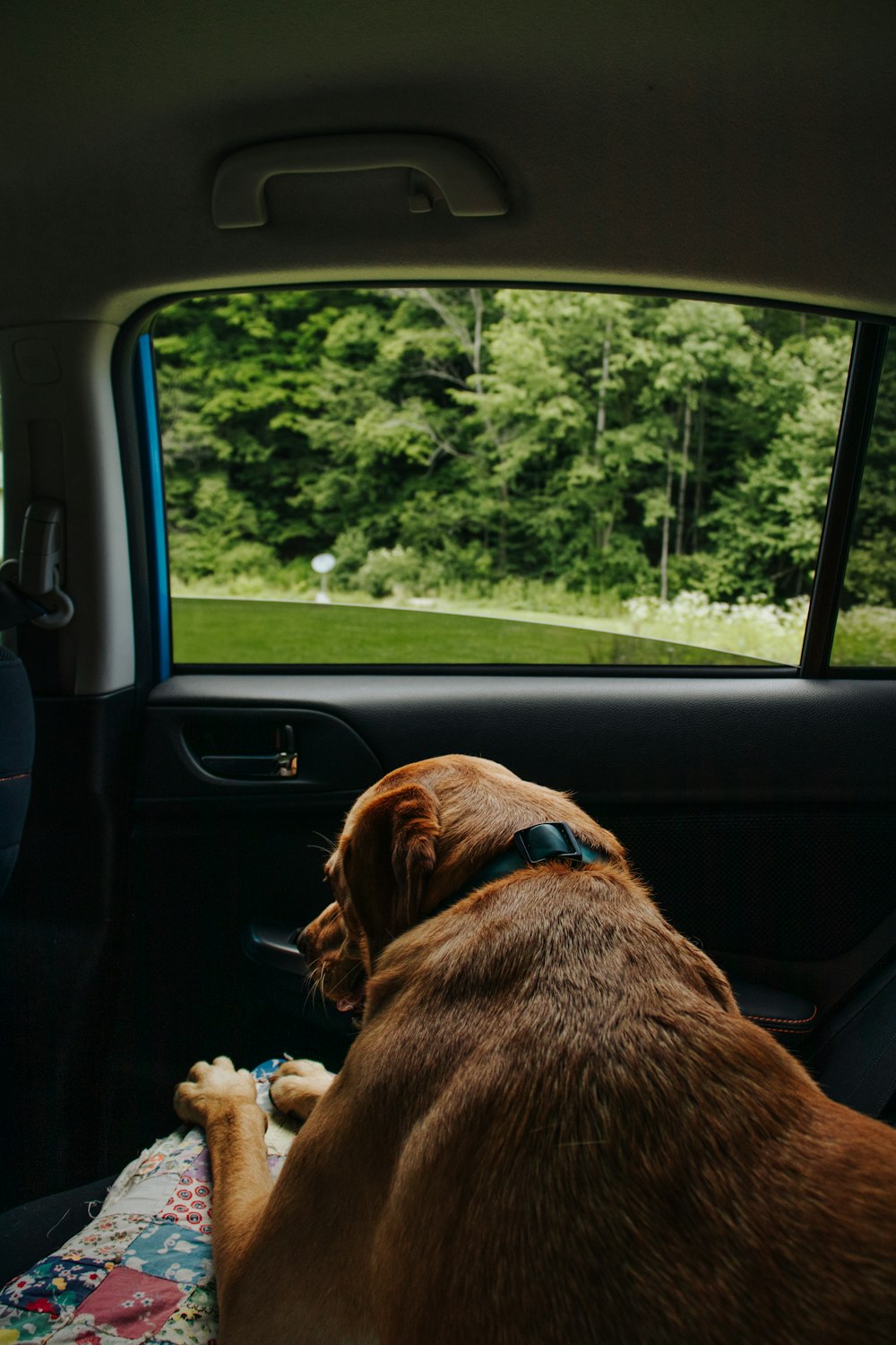 a dog sitting in the back seat of a car