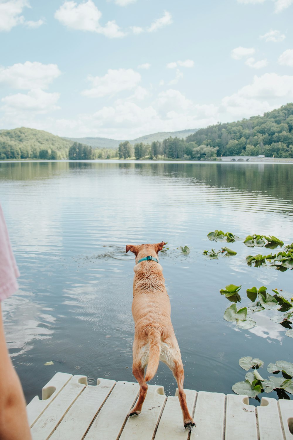 a brown dog standing on top of a wooden dock