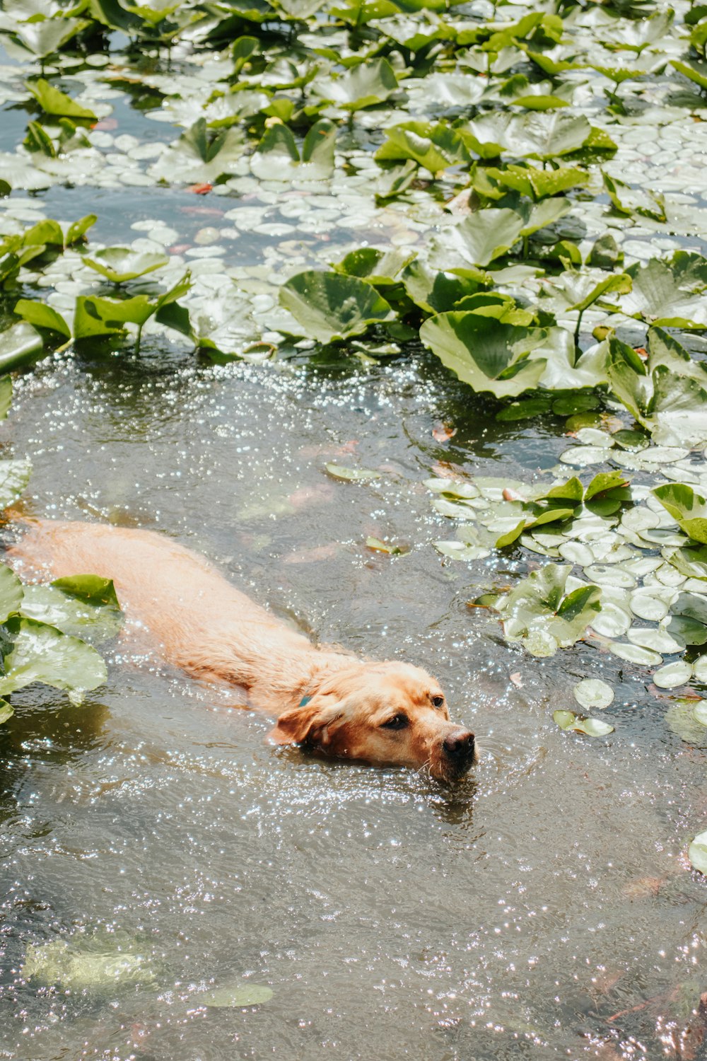 a dog is swimming in a pond with lily pads