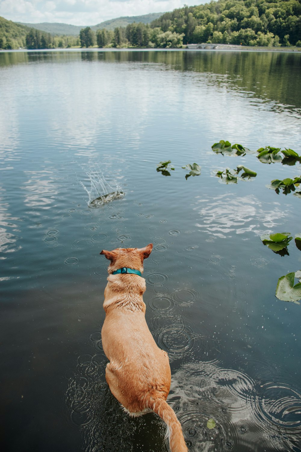 a brown dog standing in a lake next to a forest