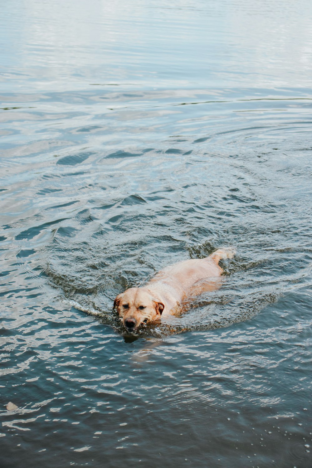 a dog is swimming in the water