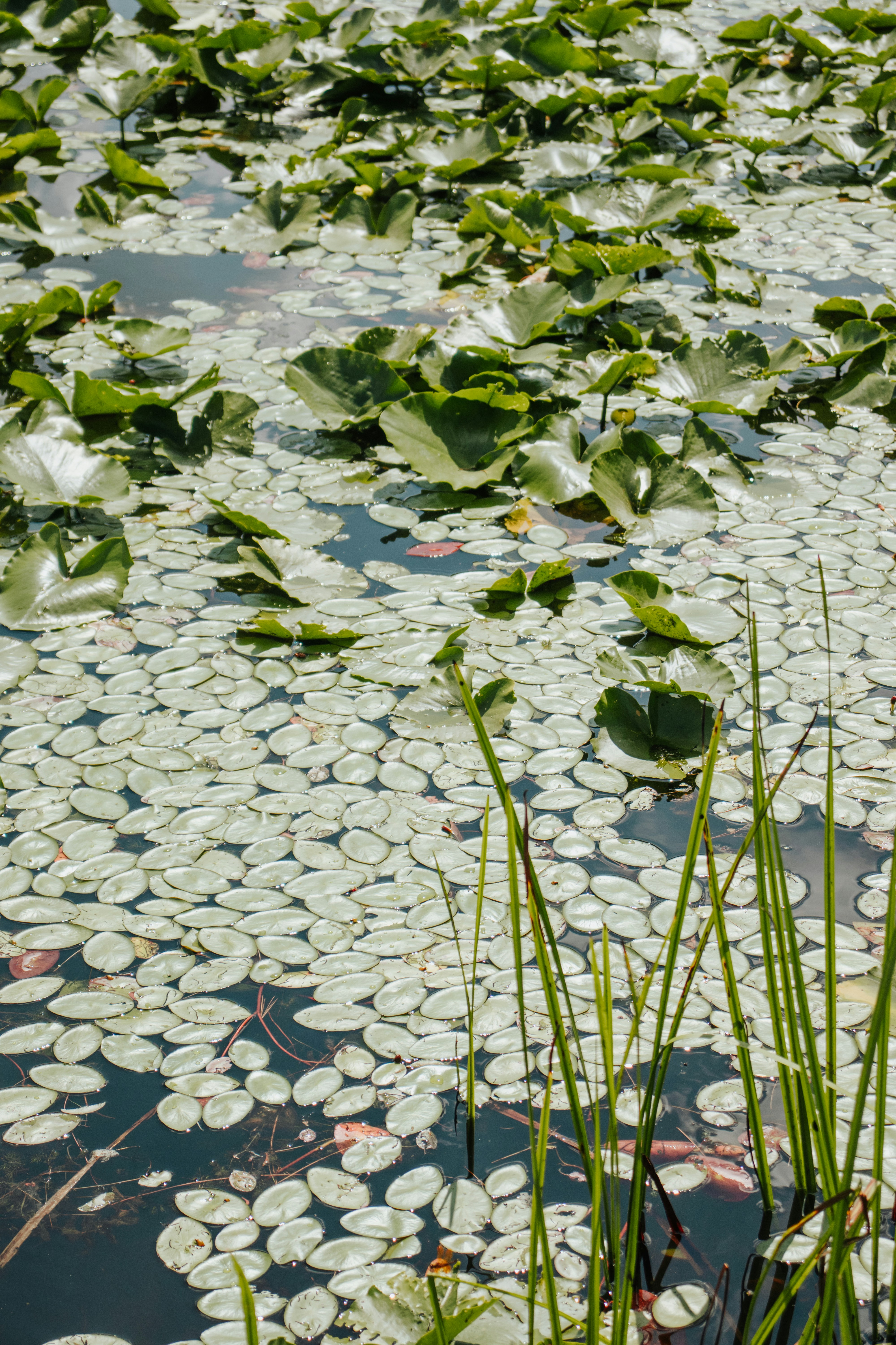 a pond filled with lots of water lilies