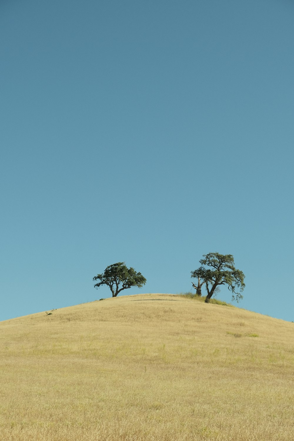 a couple of trees that are on a hill