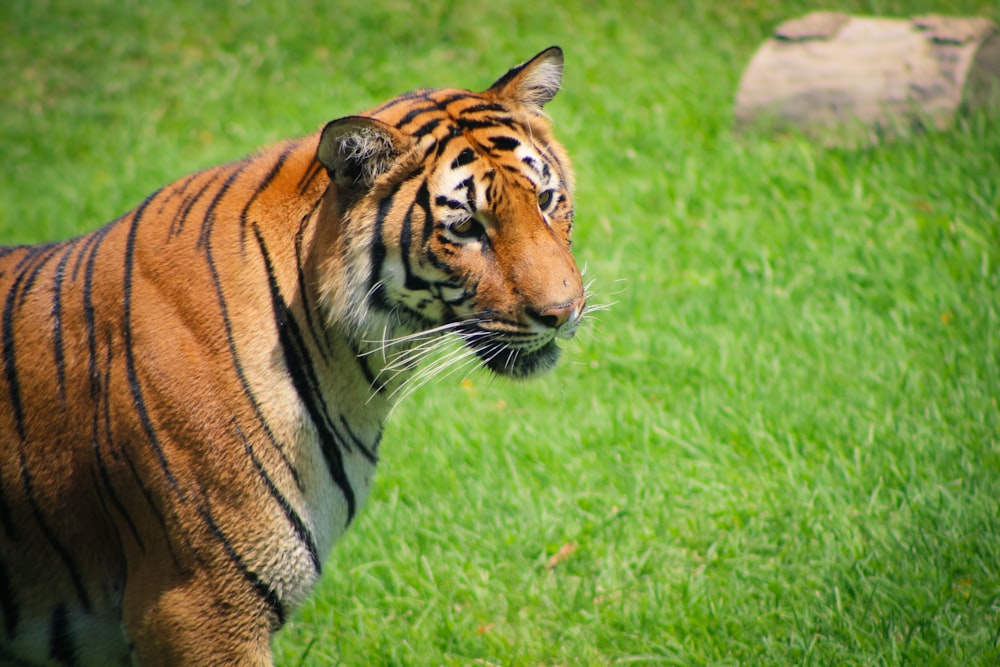 a tiger standing in the grass looking at something
