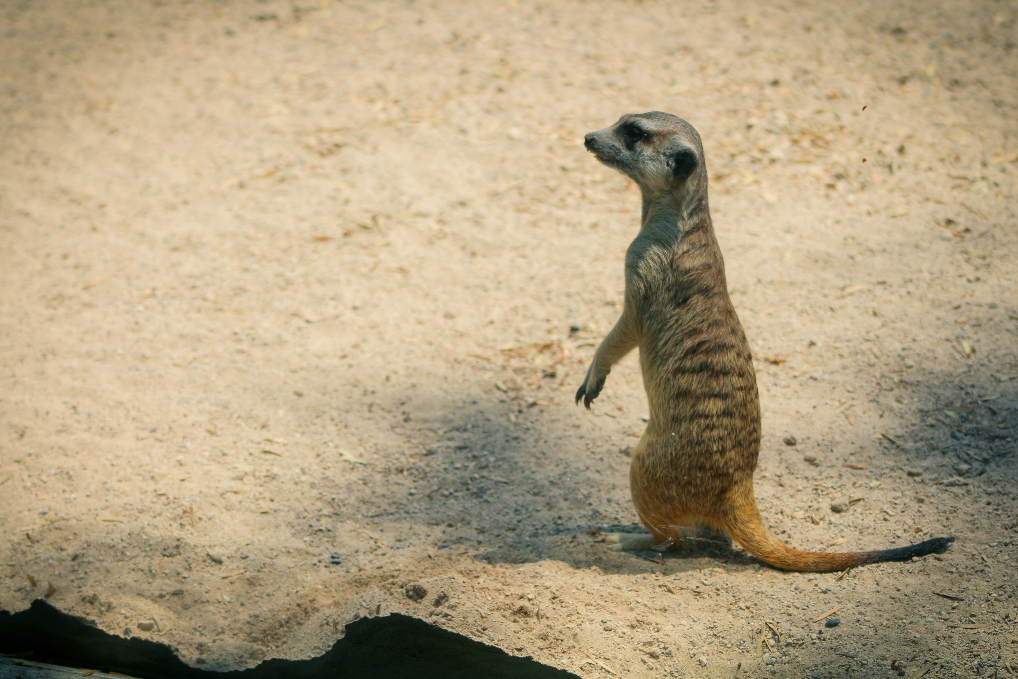 A small meerkat standing on its hind legs photo – Free Cautiverio Image ...