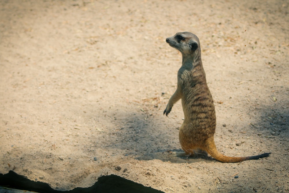 a small meerkat standing on its hind legs