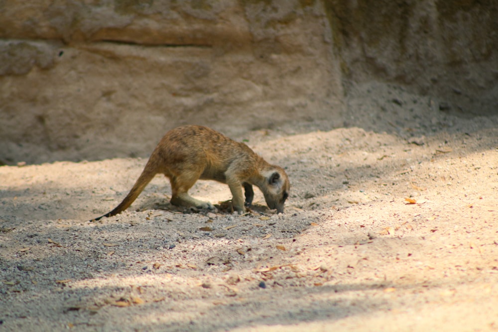 a small animal standing on top of a sandy ground