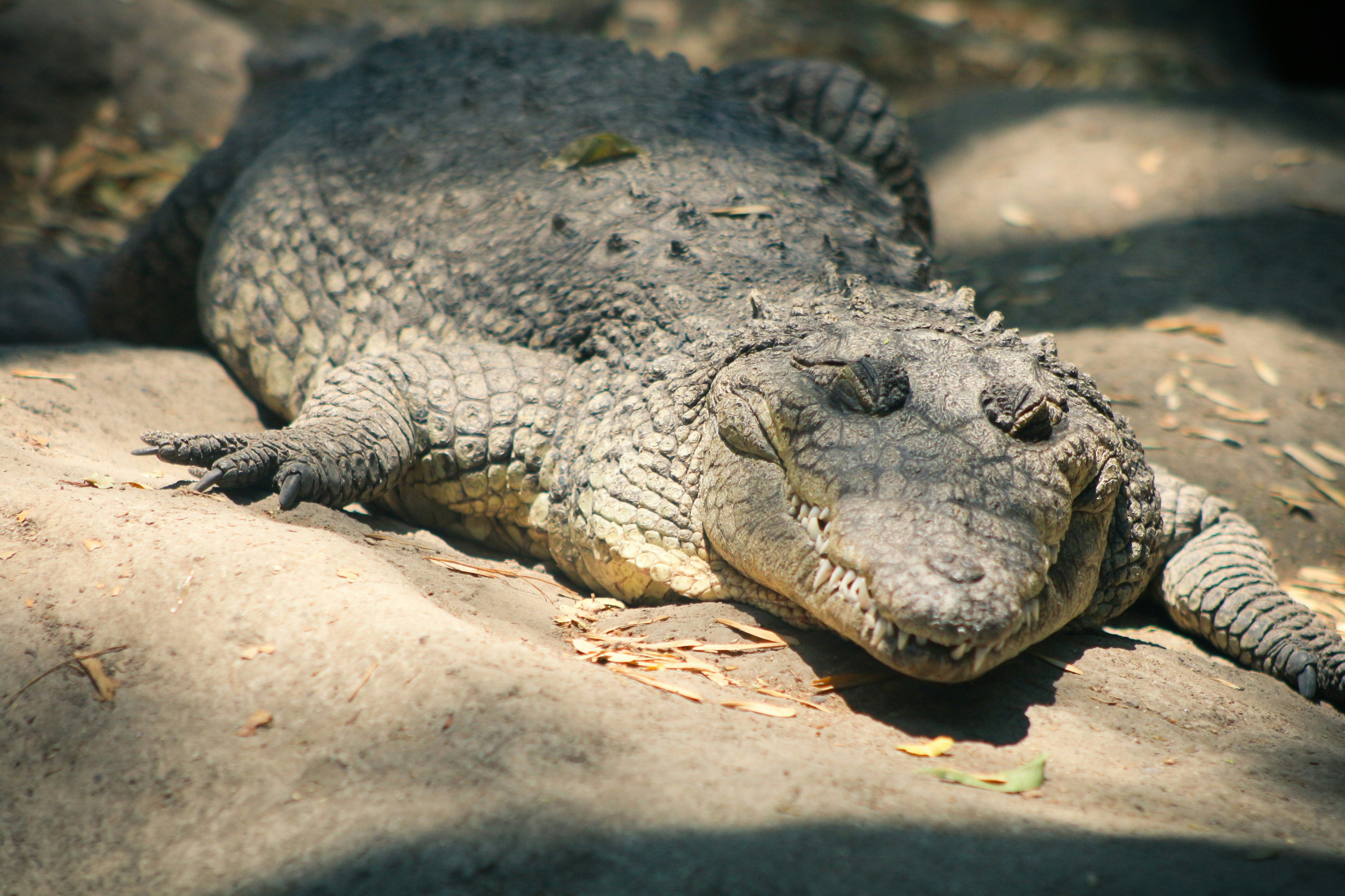 A large alligator laying on top of a rock photo – Free Animal Image on ...