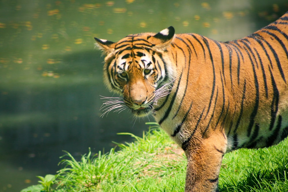 a tiger standing on top of a lush green field