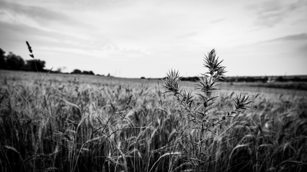 a black and white photo of a plant in a field