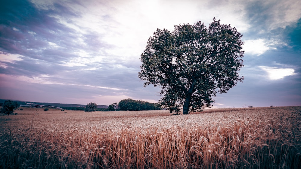 a tree in a field of wheat under a cloudy sky