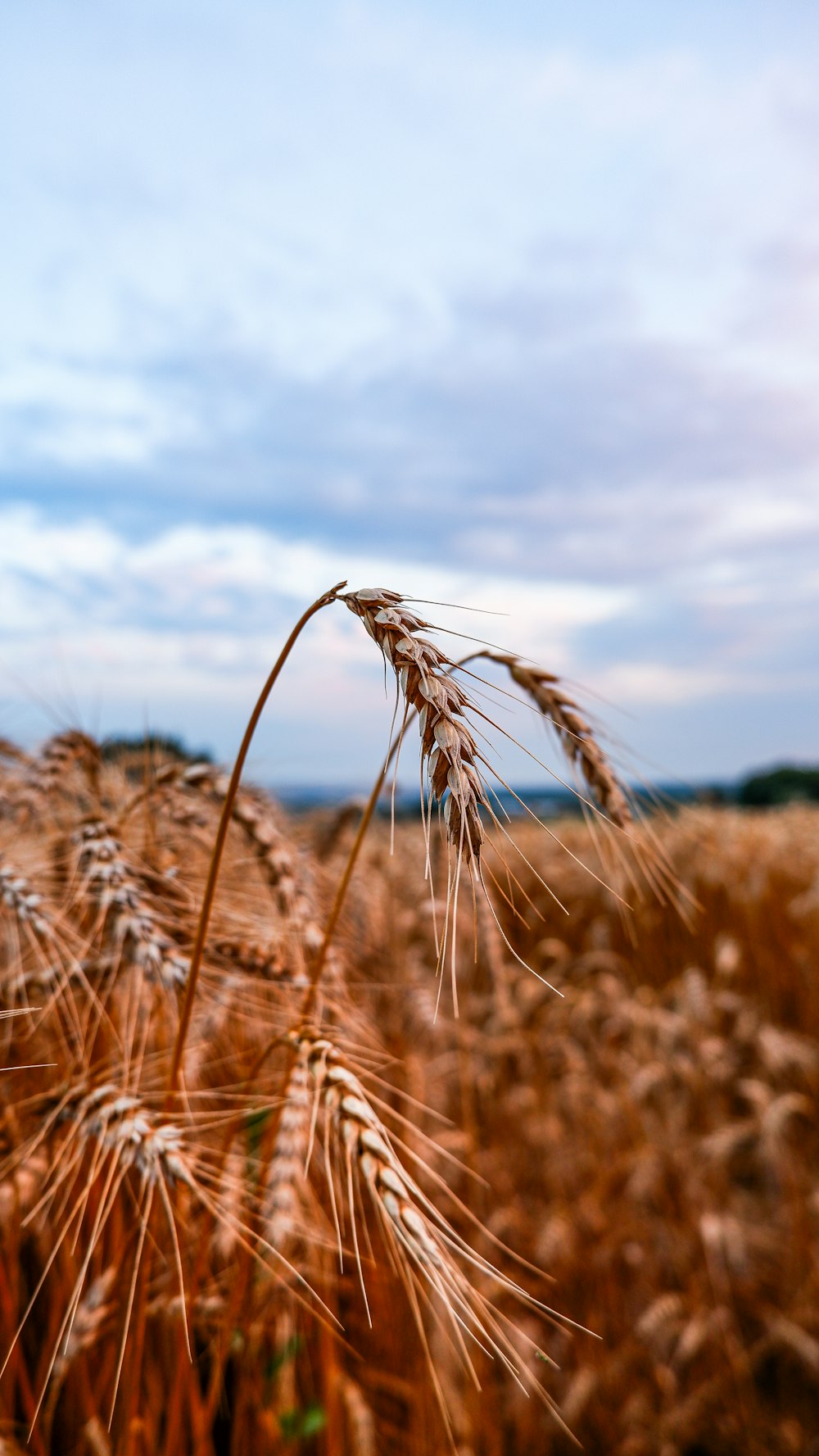 a close up of a wheat field with clouds in the background