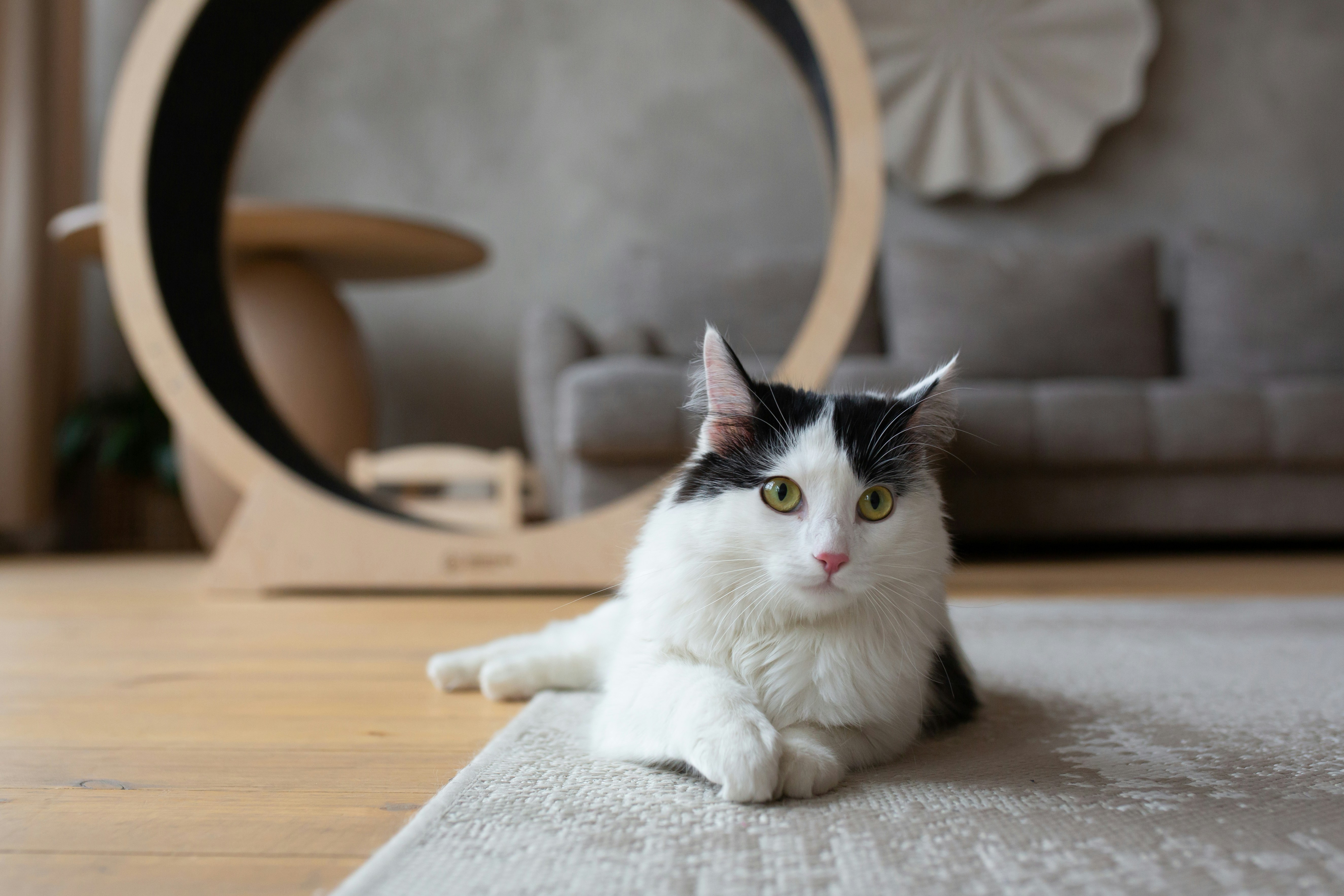 a black and white cat laying on the floor