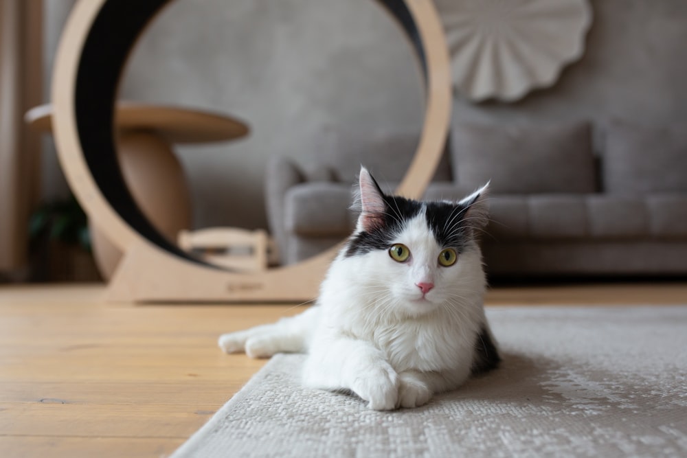 Un gato blanco y negro tirado en el suelo