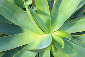 Close-up of a handcrafted metal agave plant with textured steel leaves catching light.