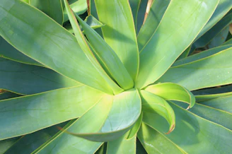 Close-up of a handcrafted metal agave plant with textured steel leaves catching light.
