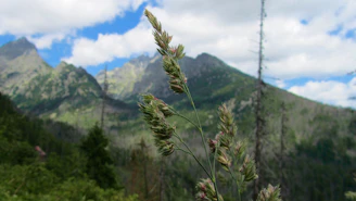 Close-up of a lot with fresh grass and a backdrop of the Andes mountains.