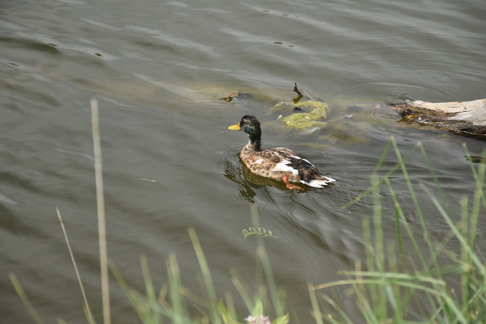 a duck is swimming in the water near a log